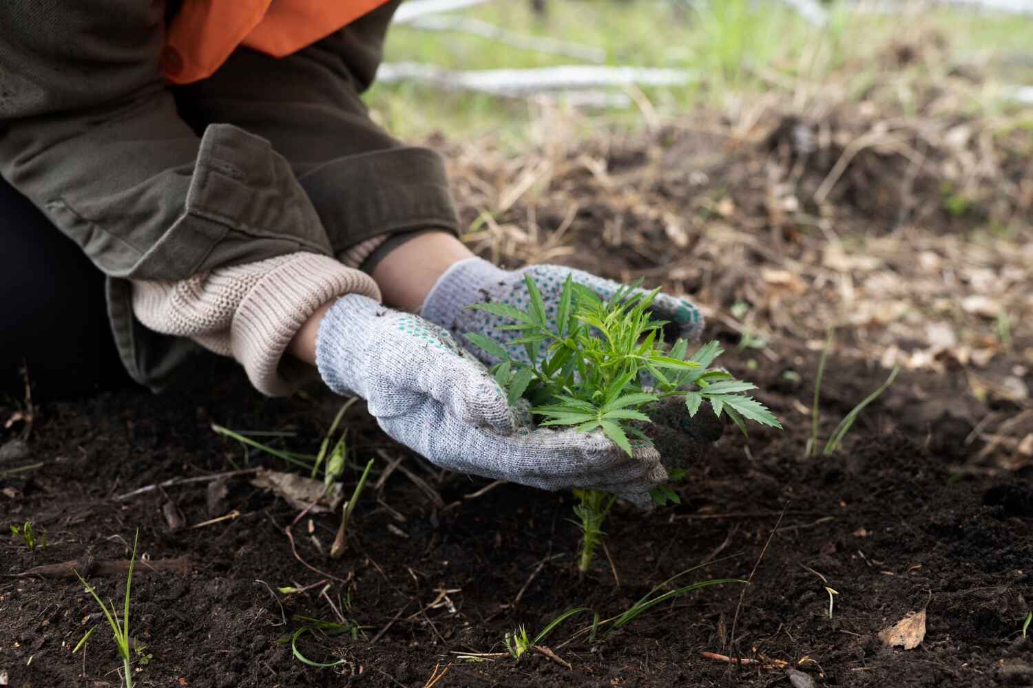 The Steps Involved in Our Tree Care Process in Apopka, FL